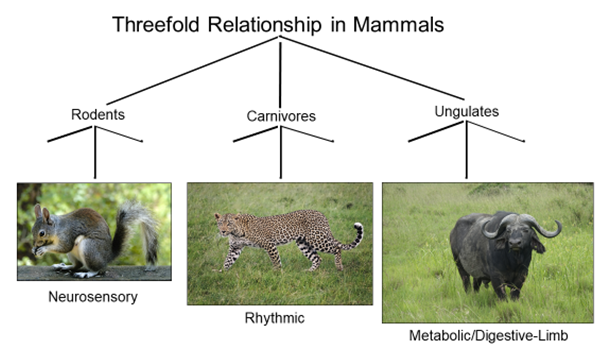 Mammals relationships